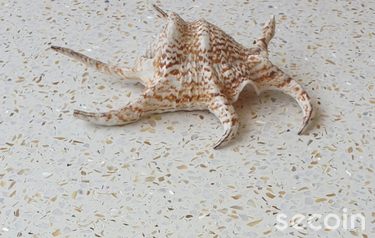 Terrazzo hạt đặc biệt